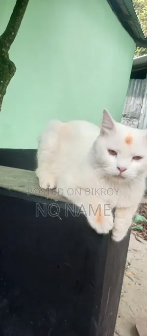 1+ Year Male Purebred Persian