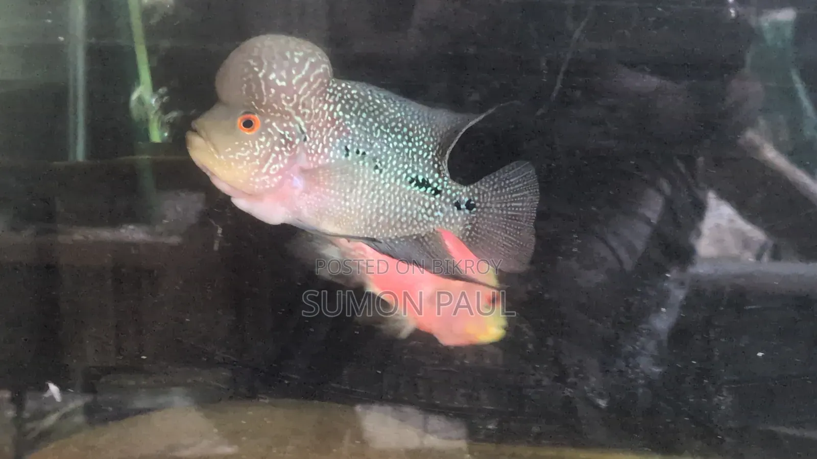 Breeding Pair Flowerhorn