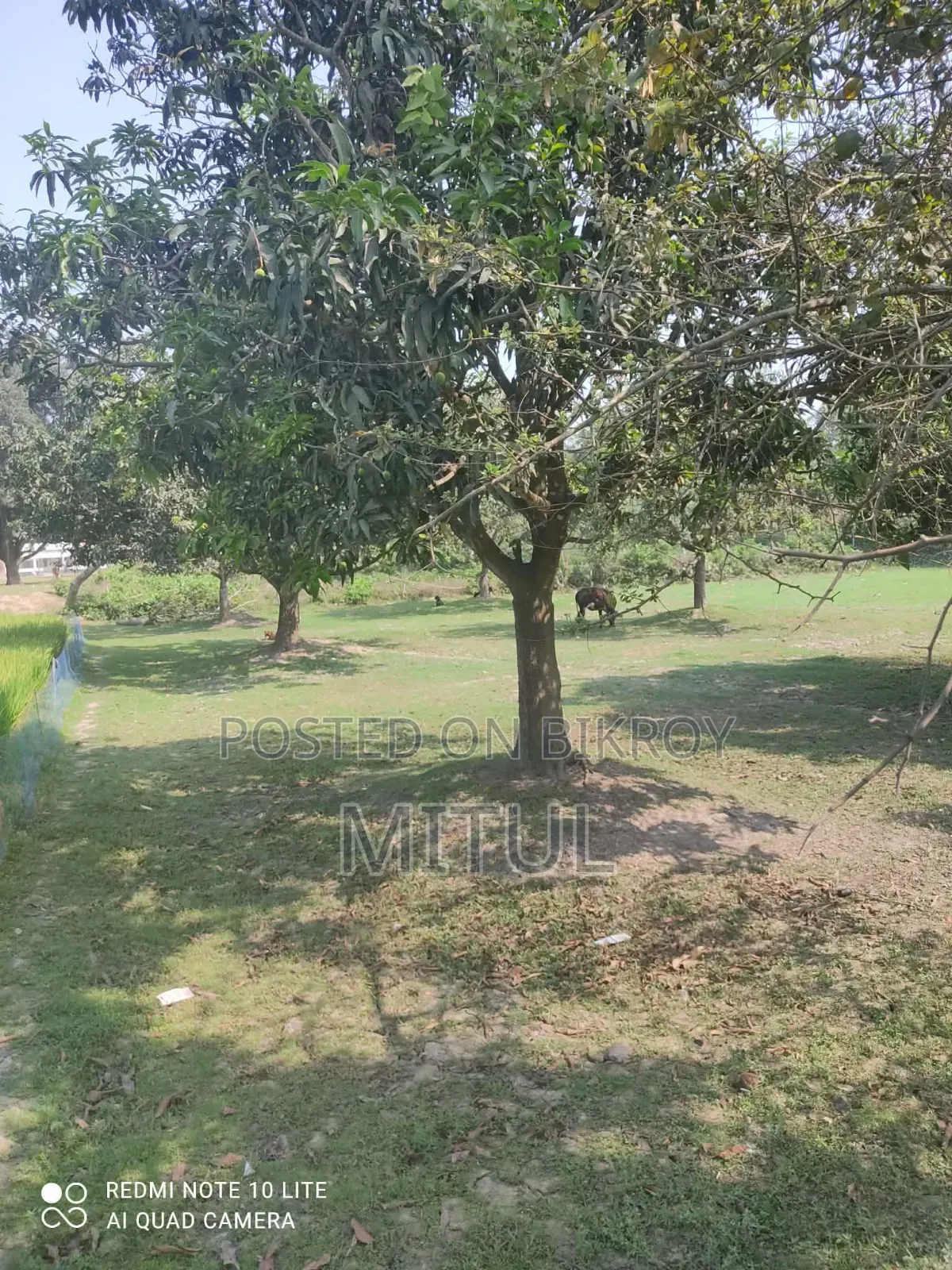 ১২ কাঠা জমি ছয়টা বড় আমগাছ সহ।