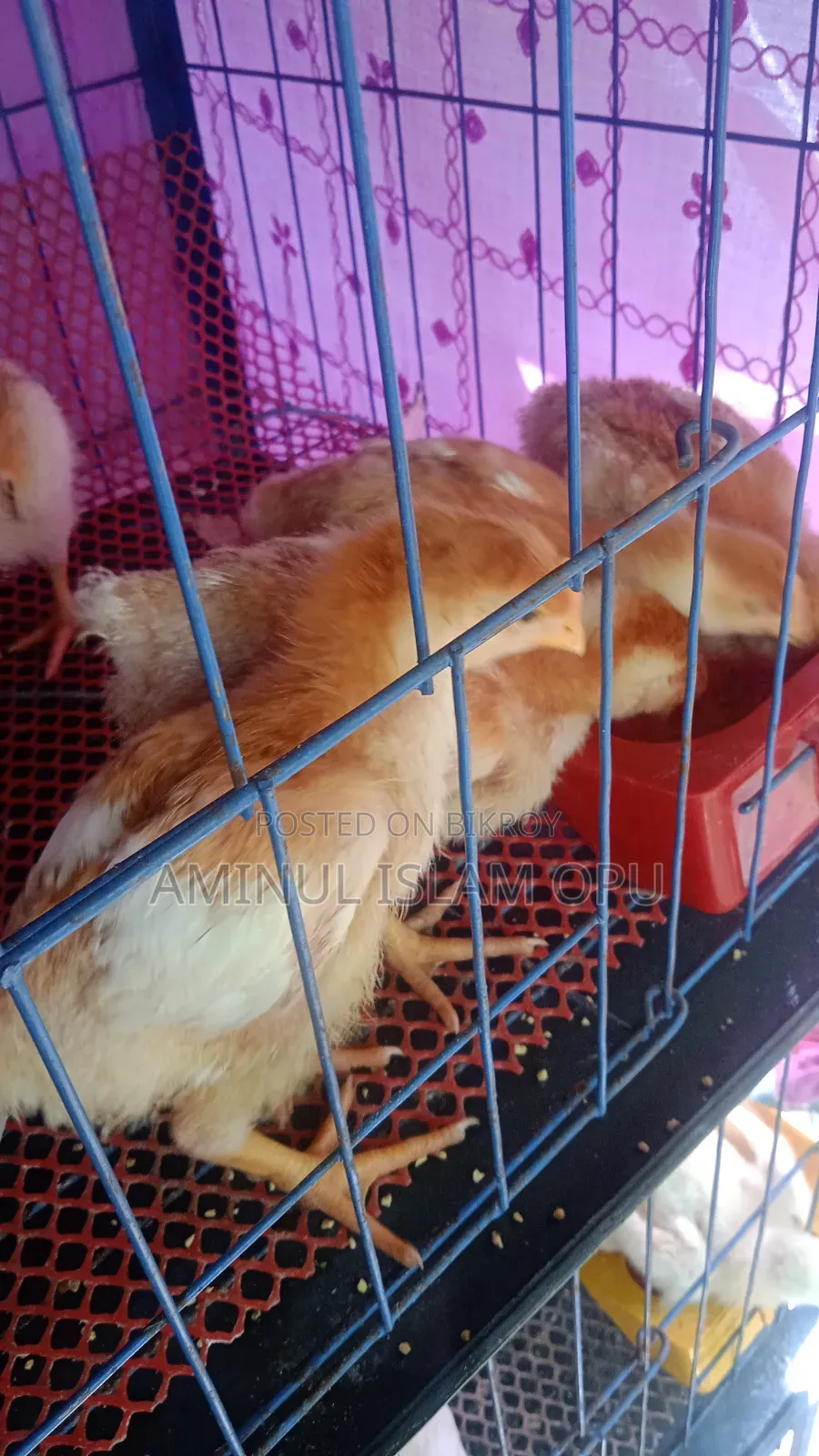 পিওর সোনালী মুরগী বাচ্চা