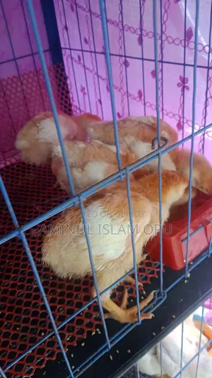 পিওর সোনালী মুরগী বাচ্চা