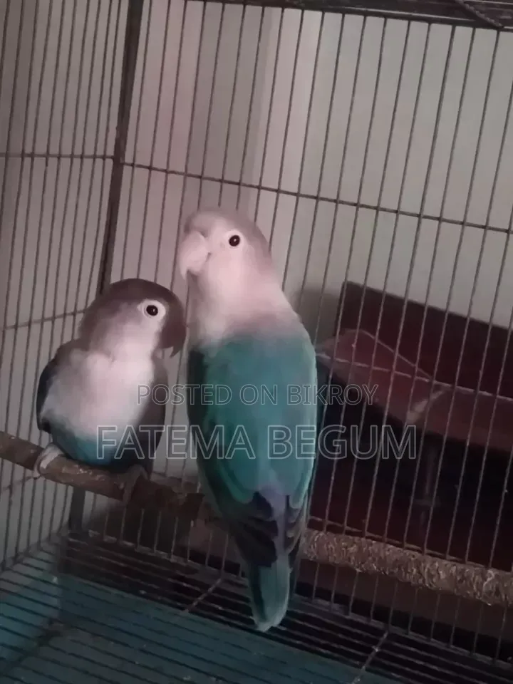 Running Love Bird