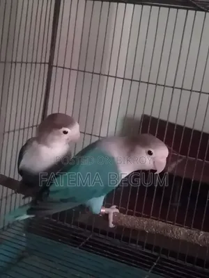 Running Love Bird