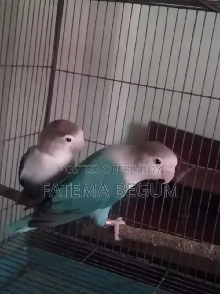 Running Love Bird