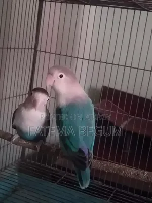 Running Love Bird