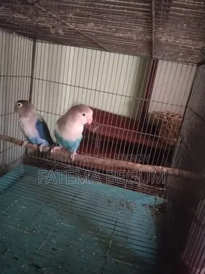 Running Love Bird