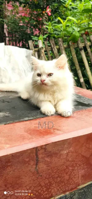 1-3 months Male Purebred Persian