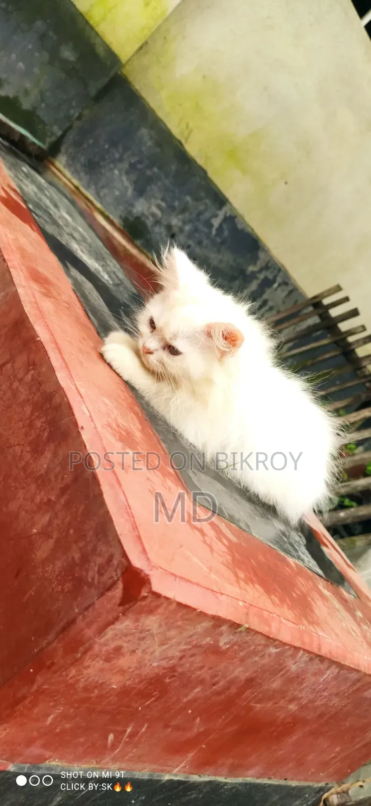 1-3 months Male Purebred Persian