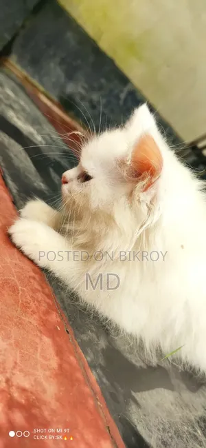 1-3 months Male Purebred Persian