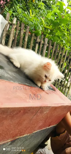 1-3 months Male Purebred Persian
