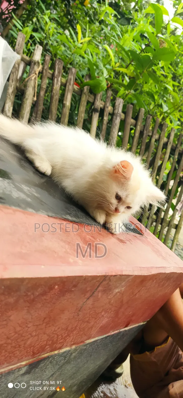 1-3 months Male Purebred Persian