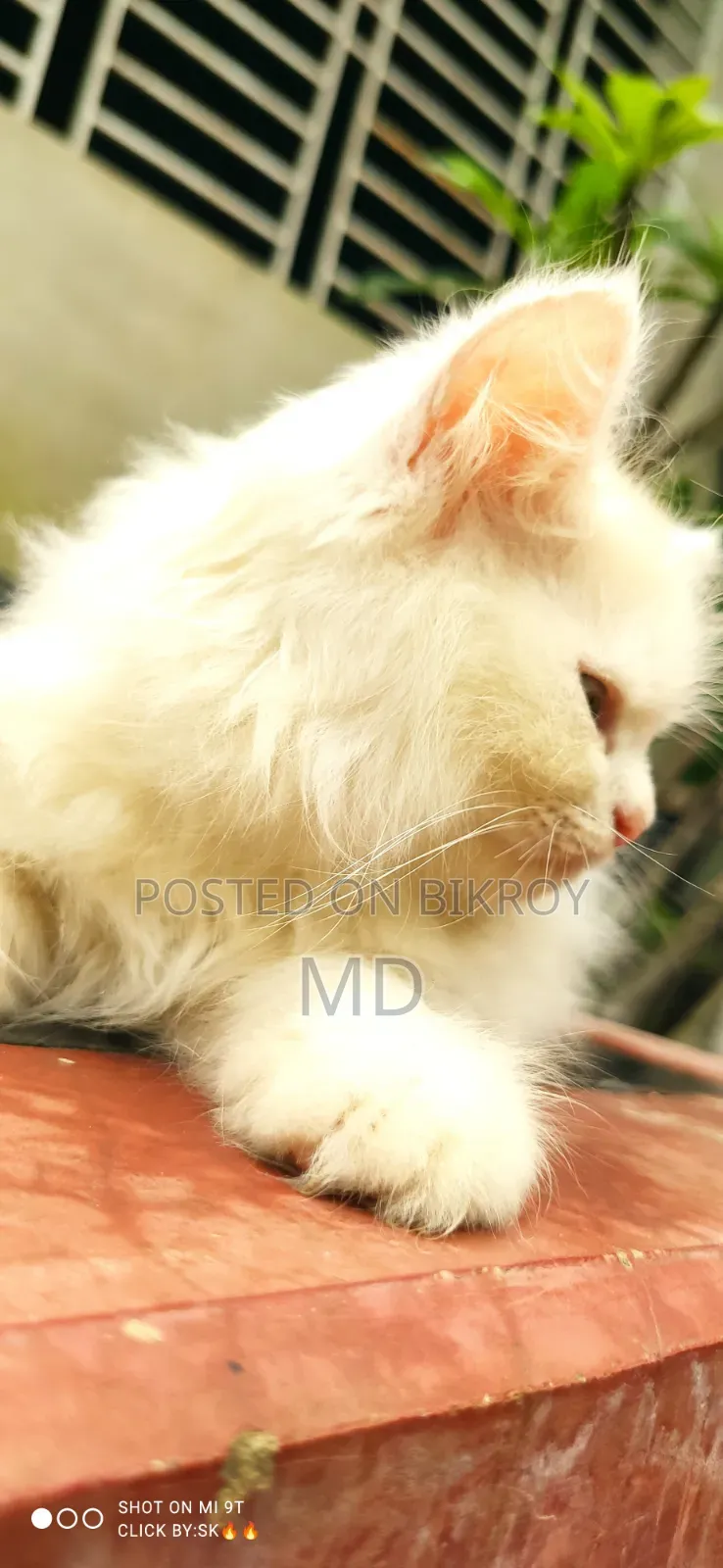 1-3 months Male Purebred Persian