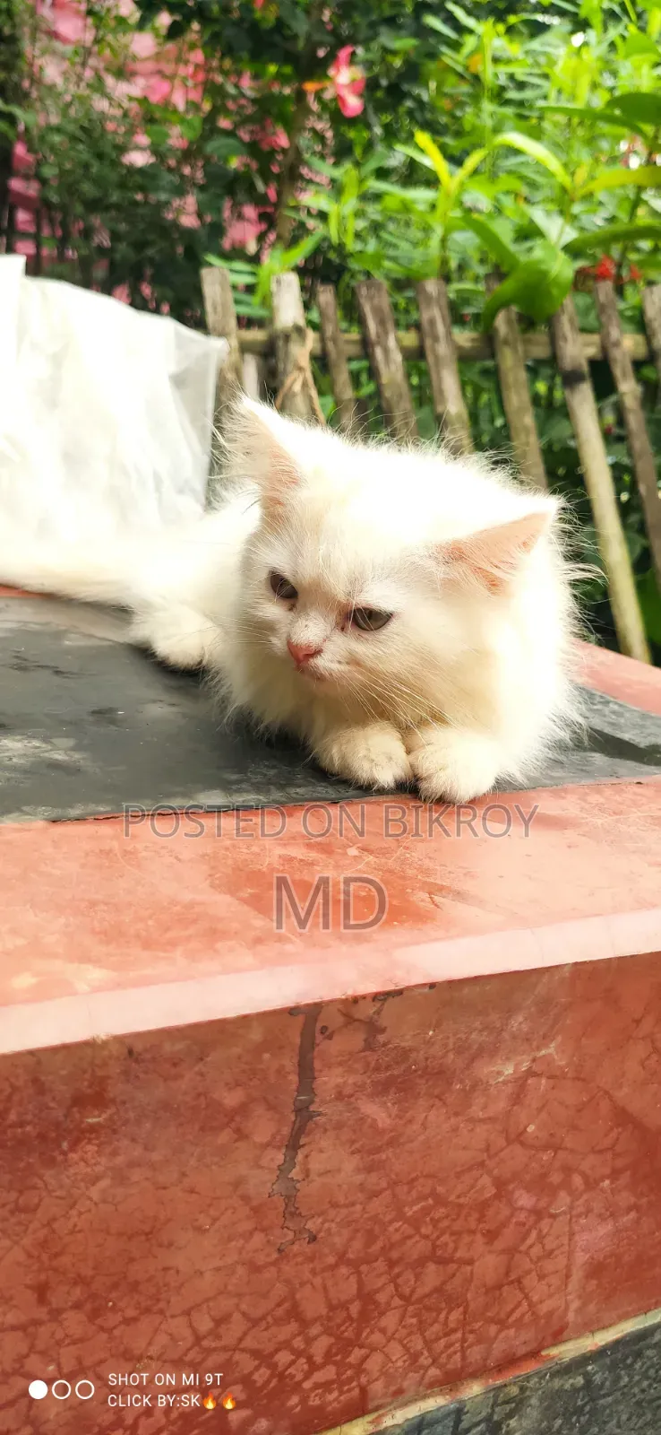 1-3 months Male Purebred Persian