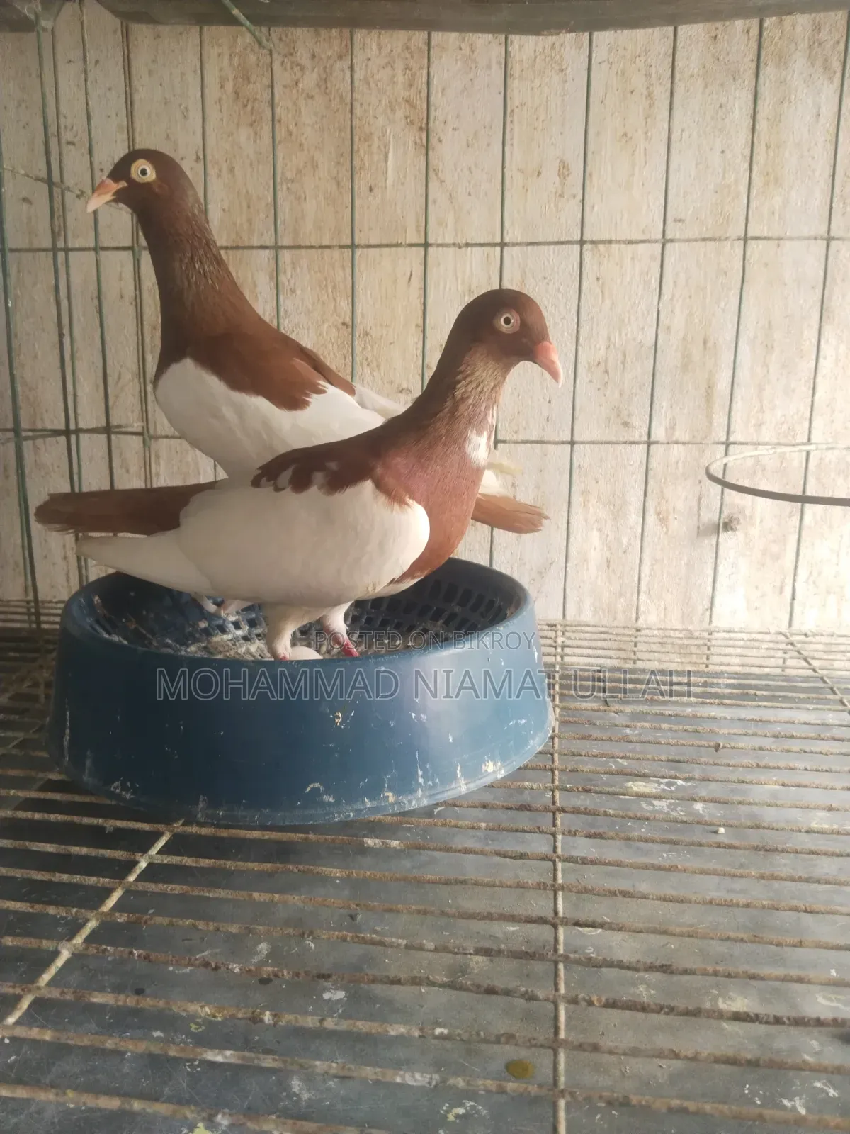 লাল মেগপাই রানিং জোড়া
