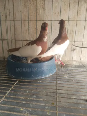 লাল মেগপাই রানিং জোড়া
