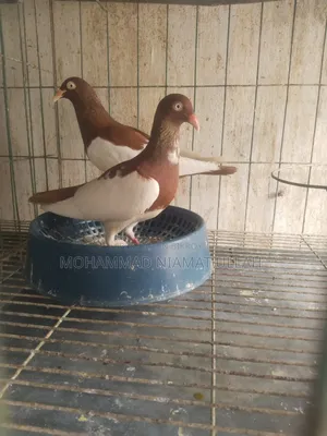 লাল মেগপাই রানিং জোড়া
