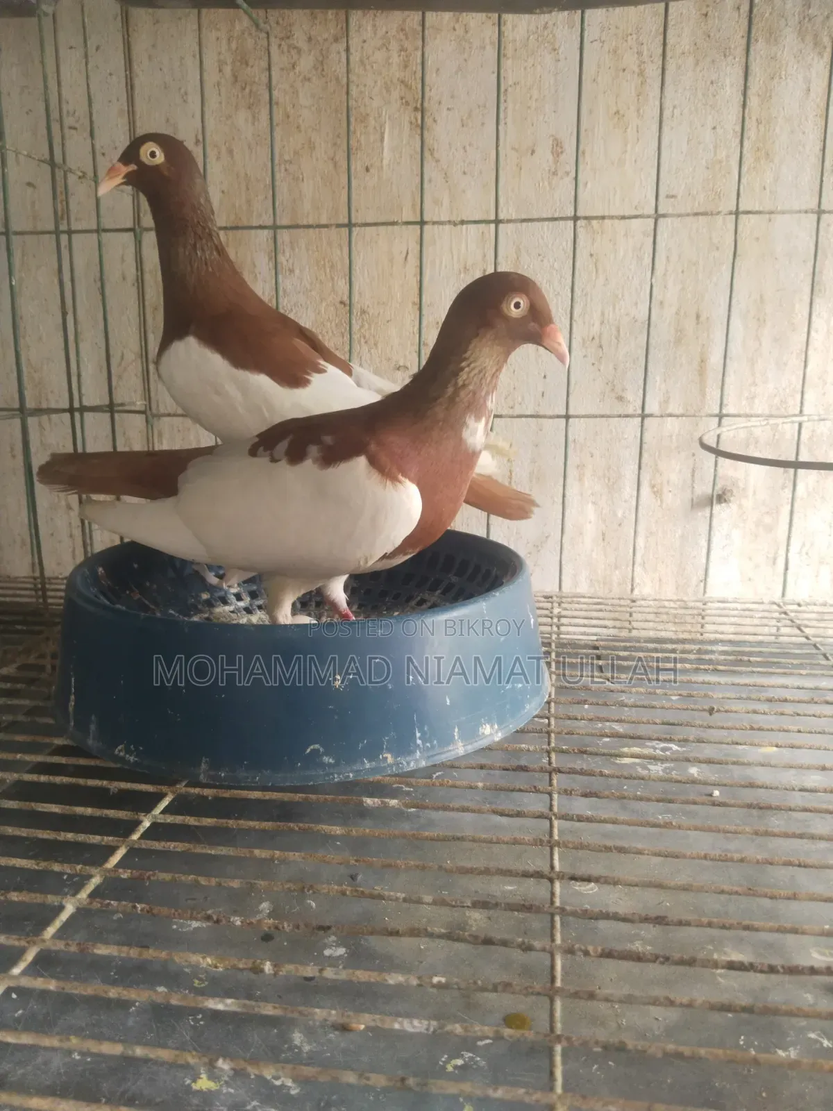 লাল মেগপাই রানিং জোড়া