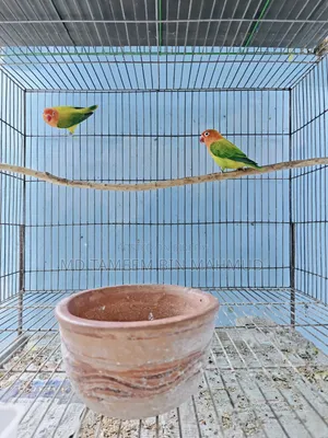 Green Euwing Opaline Love Bird