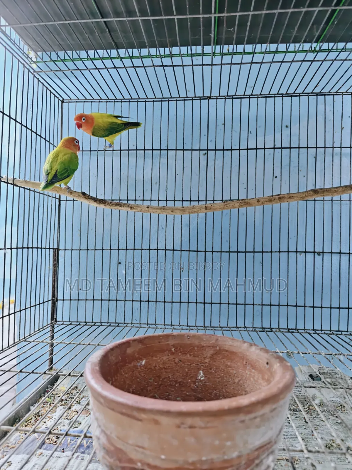 Green Euwing Opaline Love Bird