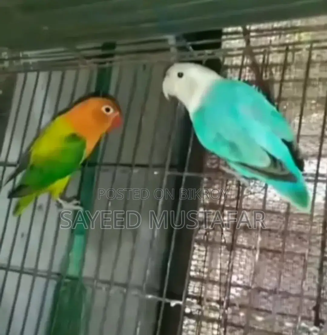 2 Pair Running Lovebirds For Sale