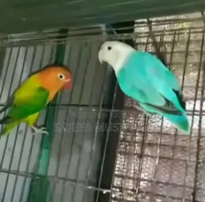2 Pair Running Lovebirds For Sale
