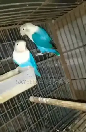 2 Pair Running Lovebirds For Sale