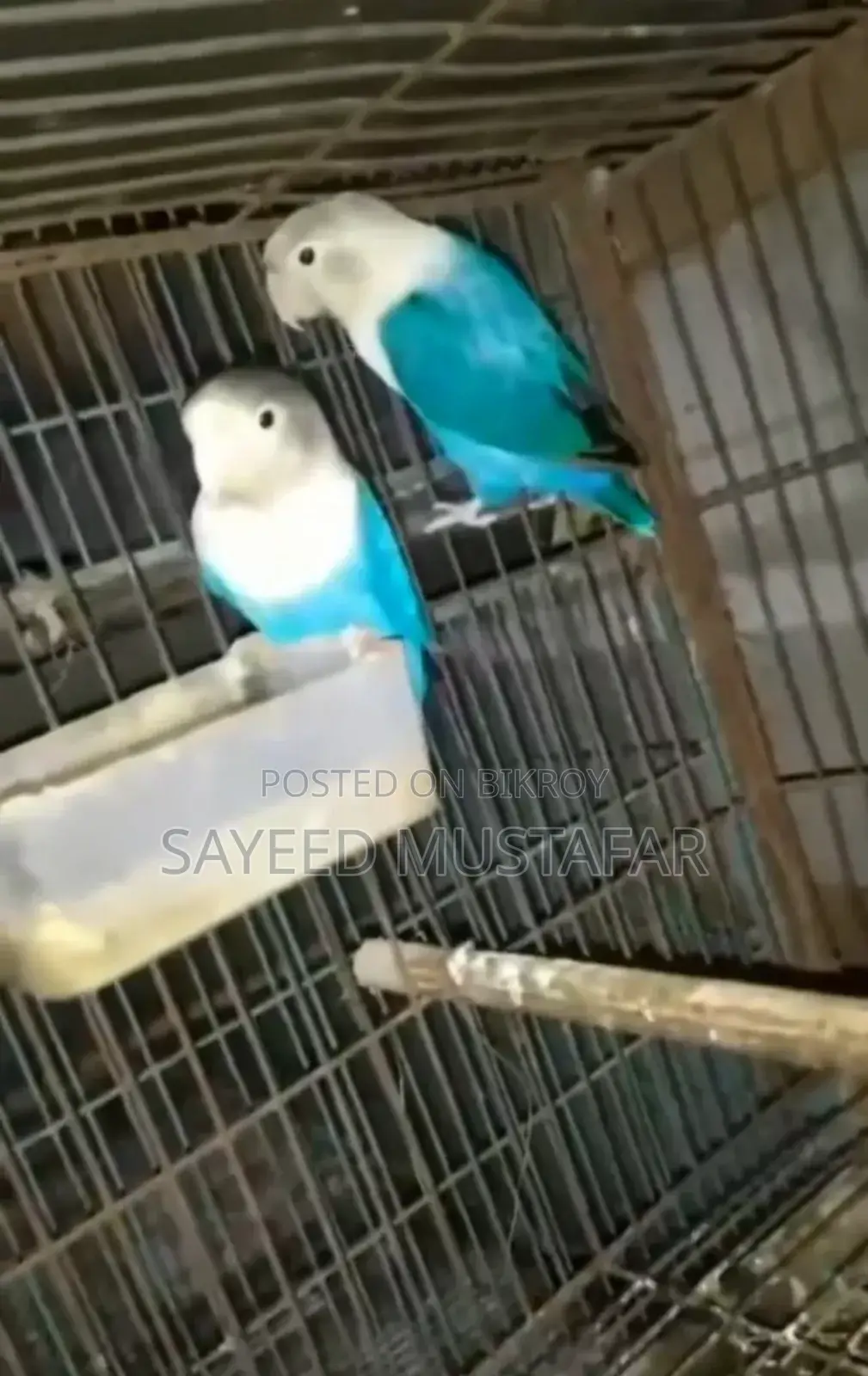 2 Pair Running Lovebirds For Sale