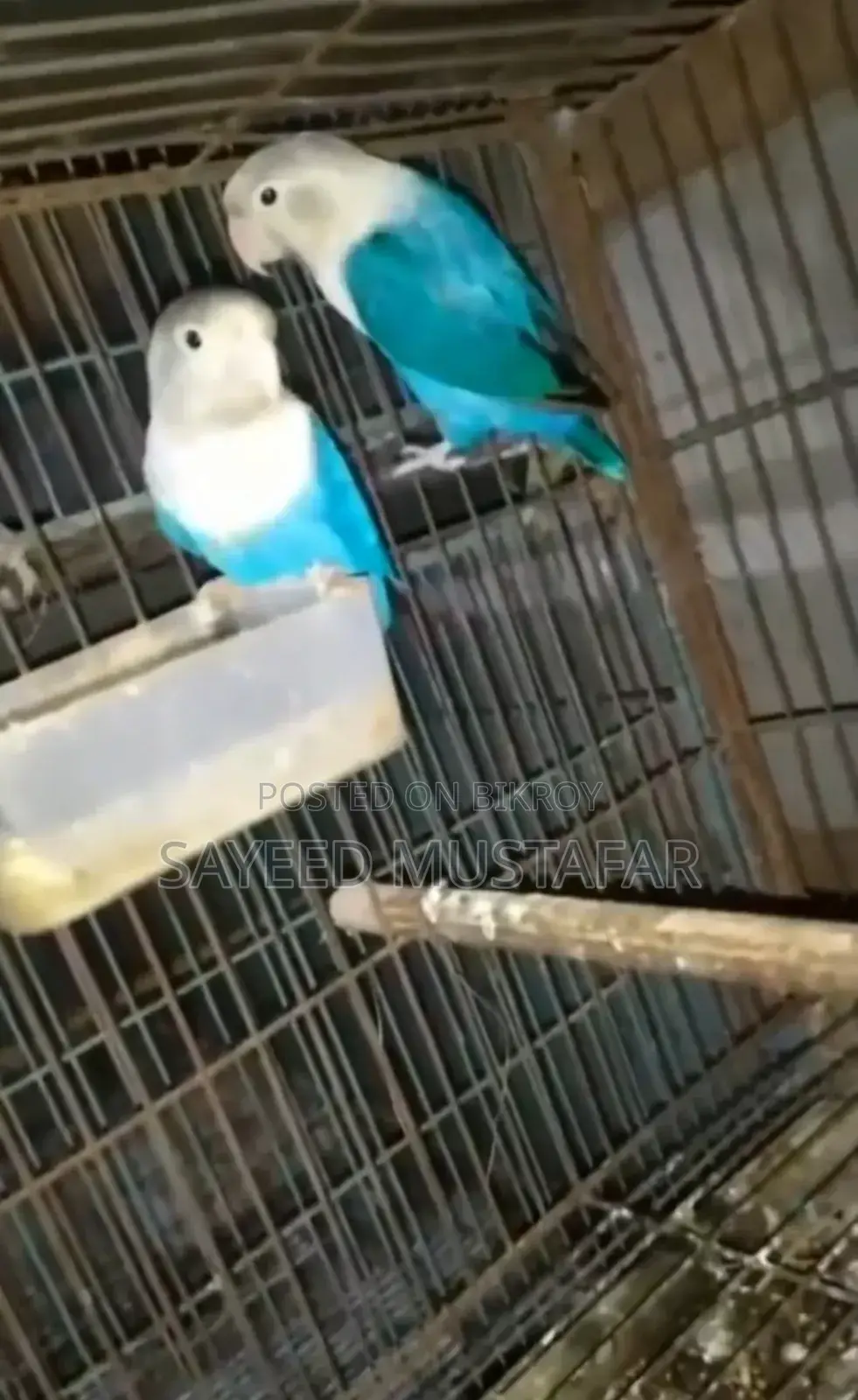 2 Pair Running Lovebirds For Sale