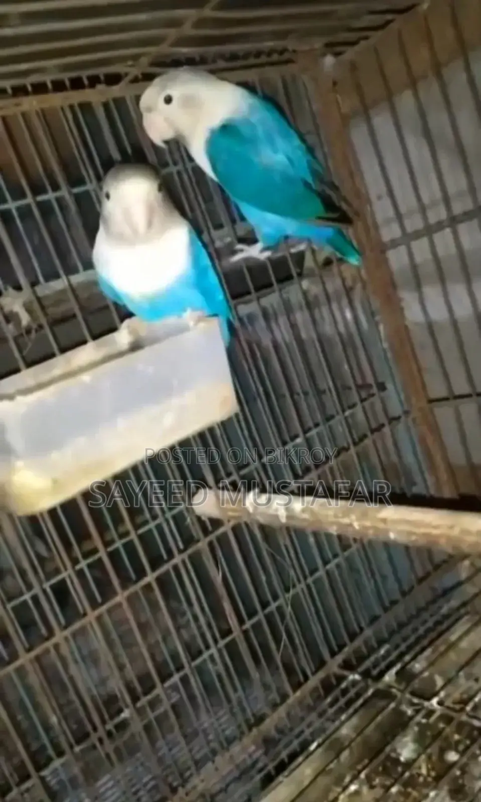 2 Pair Running Lovebirds For Sale