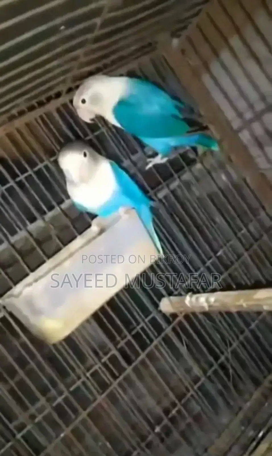 2 Pair Running Lovebirds For Sale