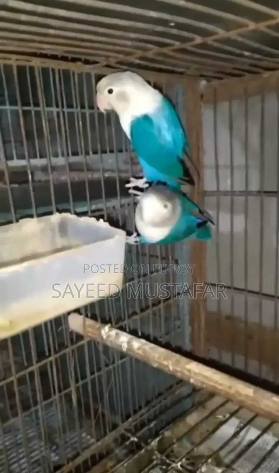 2 Pair Running Lovebirds For Sale