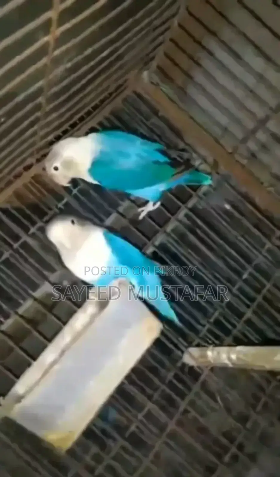 2 Pair Running Lovebirds For Sale