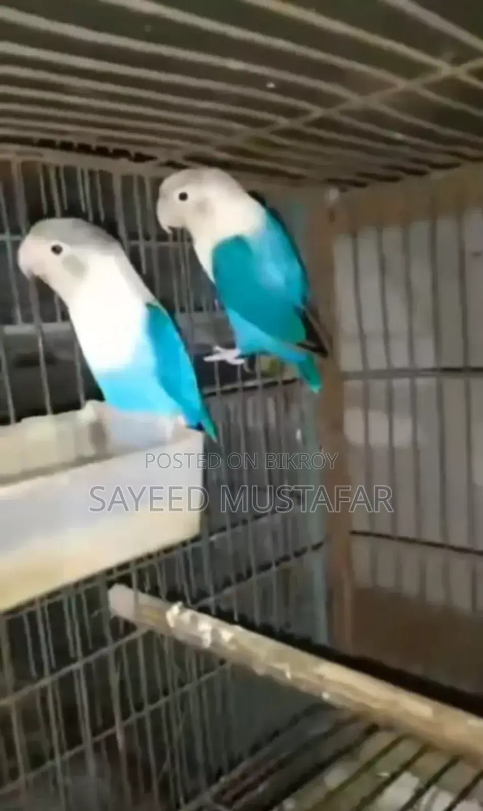 2 Pair Running Lovebirds For Sale