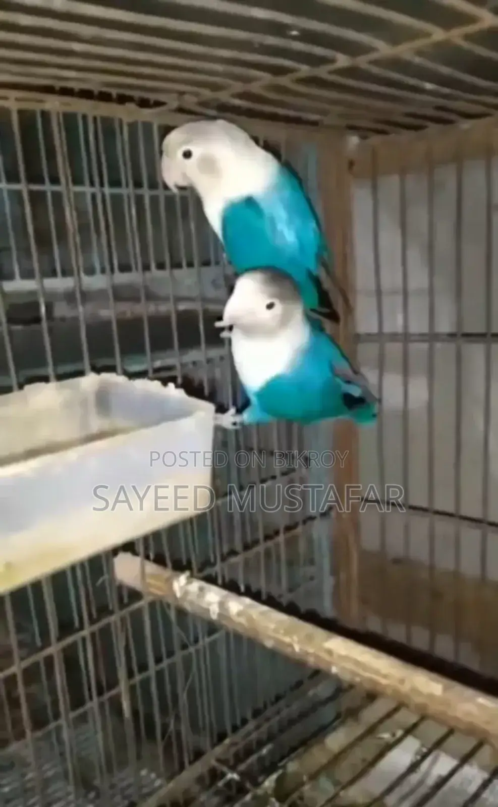 2 Pair Running Lovebirds For Sale