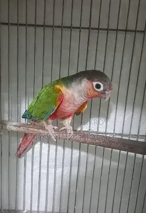 Green Cheek Conure