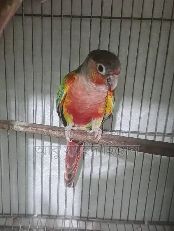Green Cheek Conure