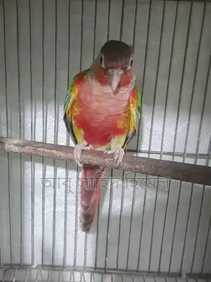 Green Cheek Conure