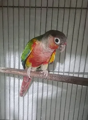 Green Cheek Conure