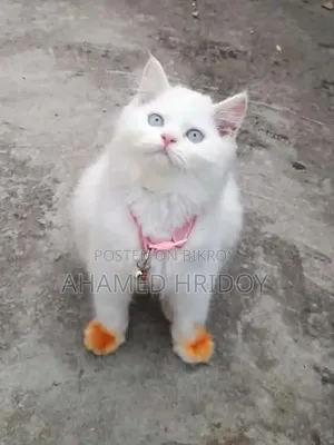 1+ Year Male Purebred Persian