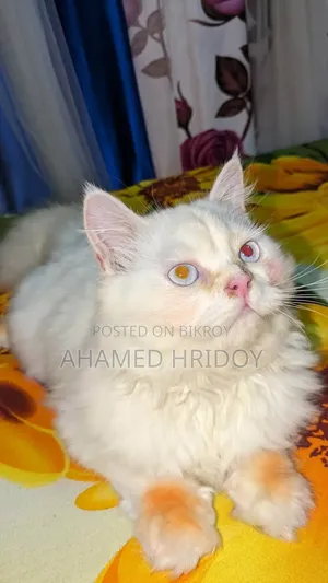 1+ Year Male Purebred Persian