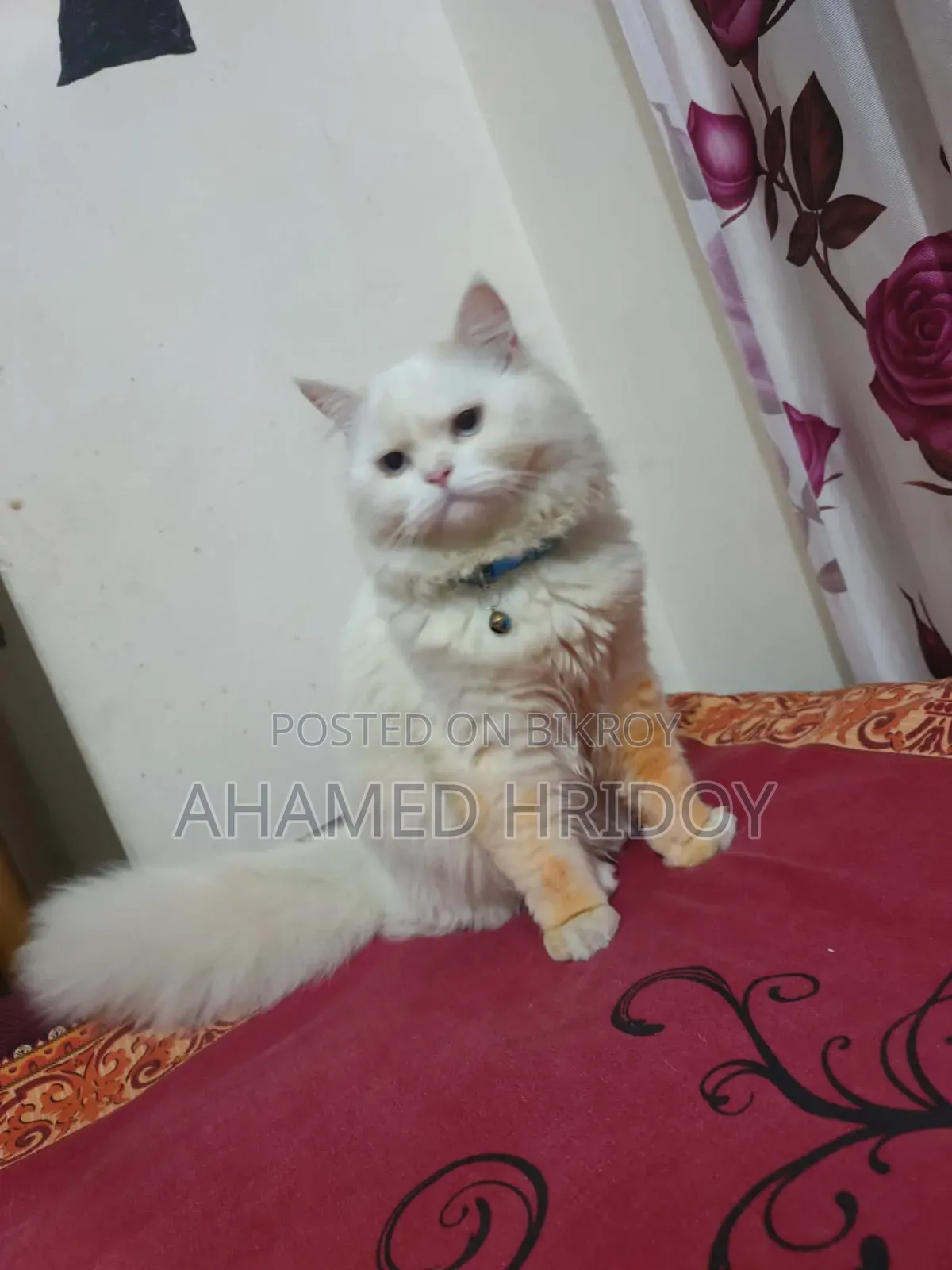 1+ Year Male Purebred Persian