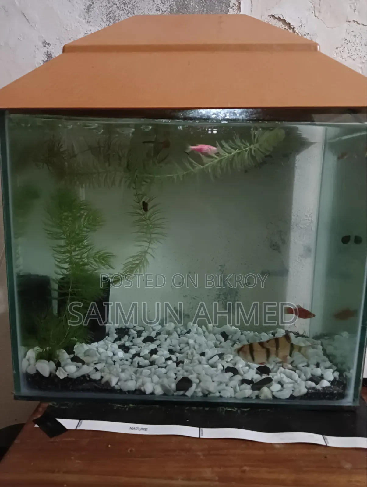 Tiger Barbs Aquarium Fish for Sell (1 Pair)