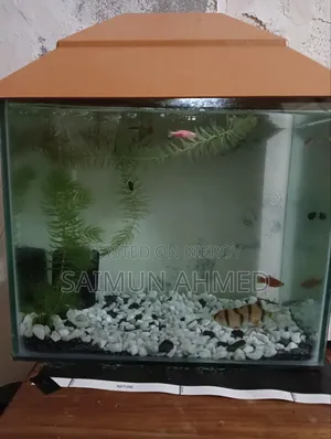 Tiger Barbs Aquarium Fish for Sell (1 Pair)