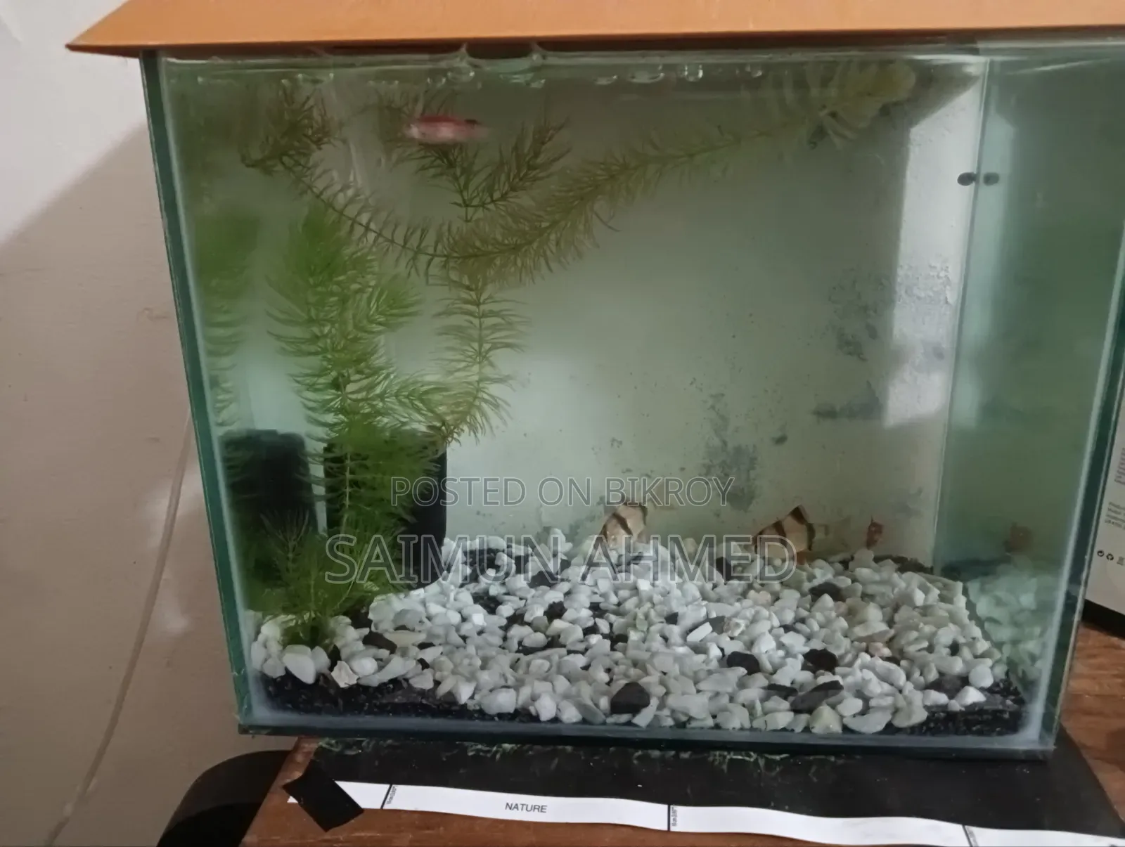 Tiger Barbs Aquarium Fish for Sell (1 Pair)