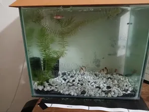 Tiger Barbs Aquarium Fish for Sell (1 Pair)