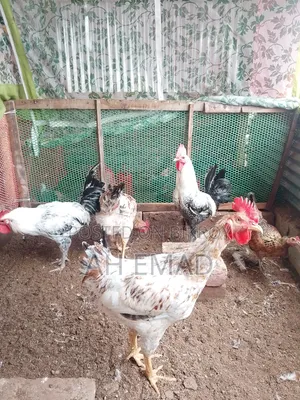 Tiger chicken will be sold by the kilogram