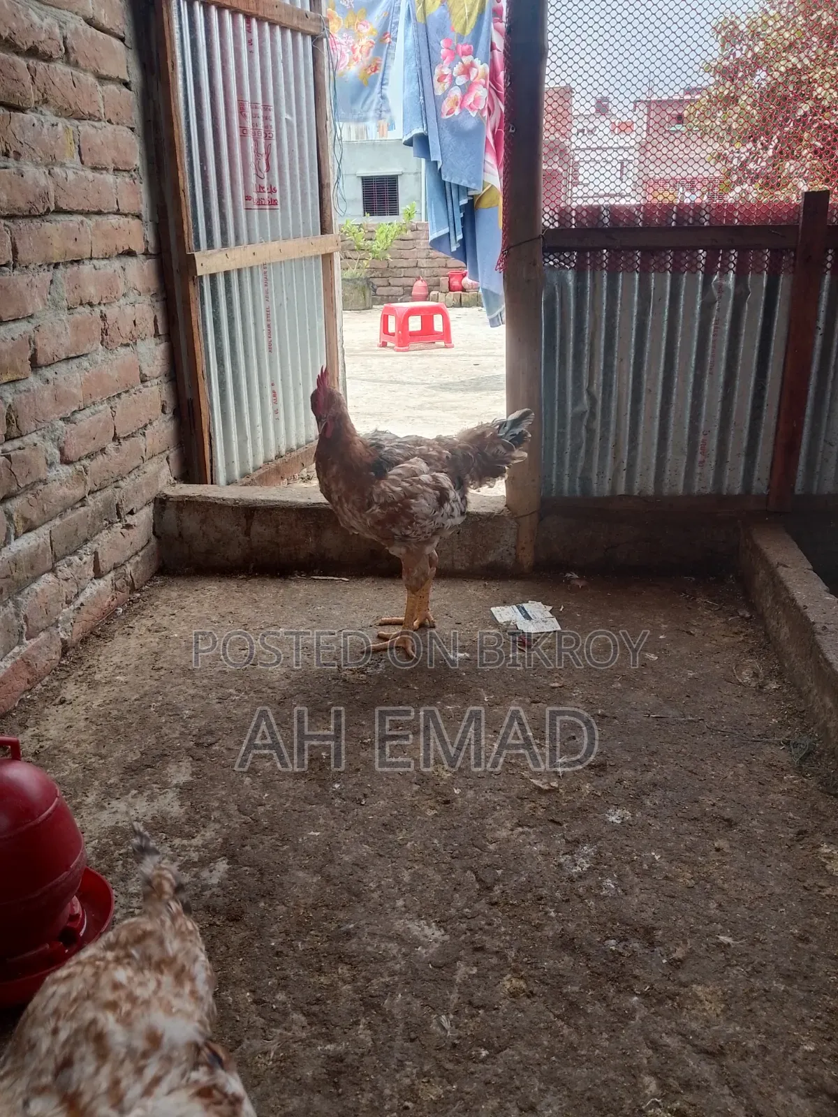 Tiger chicken will be sold by the kilogram