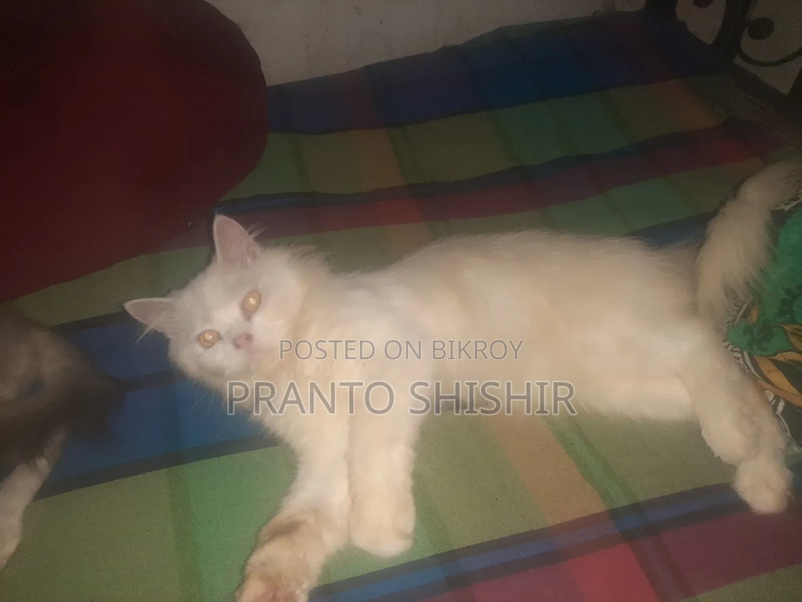 1+ Year Male Purebred Persian