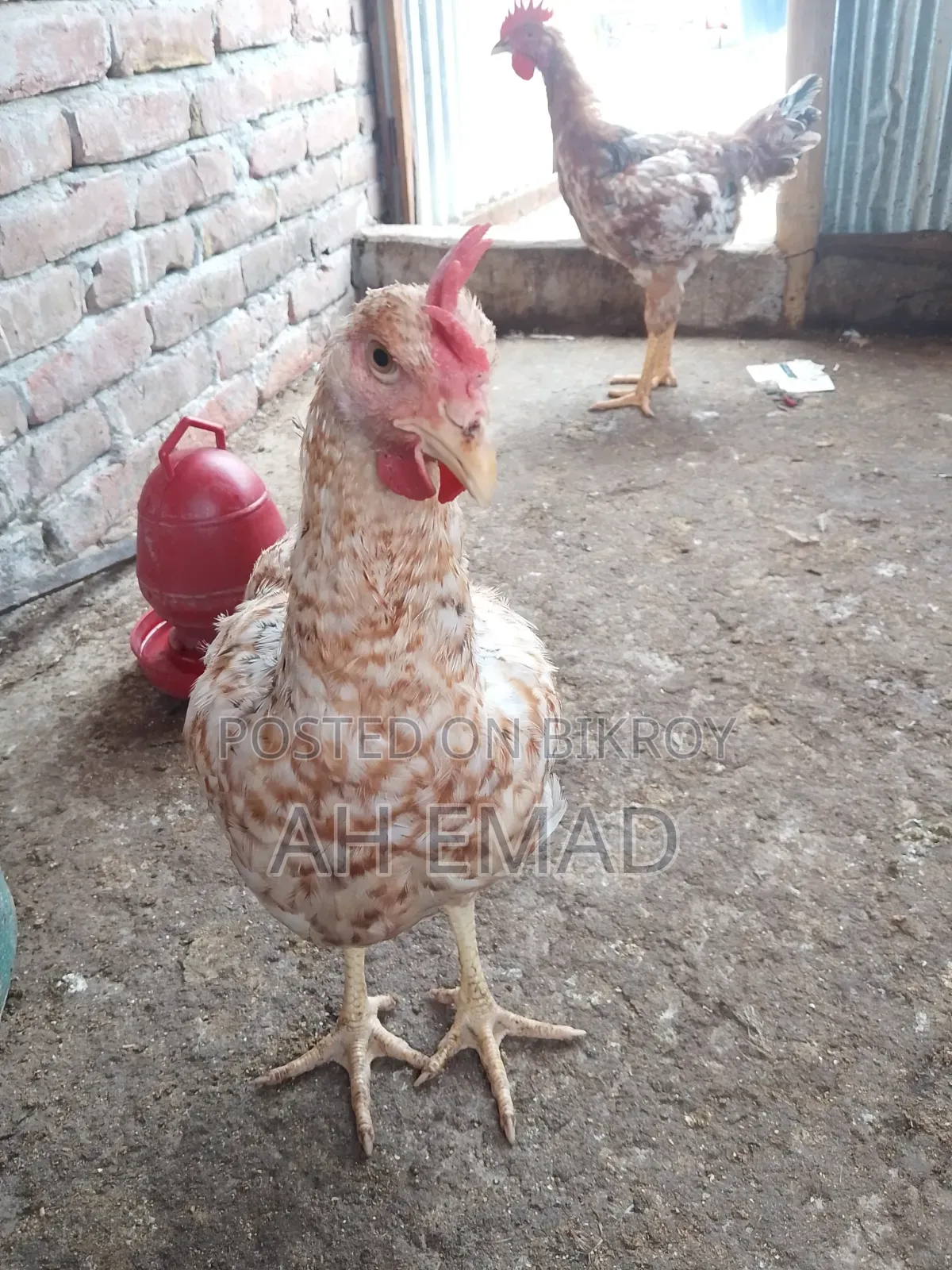 Tiger chicken will be sold by the kilogram