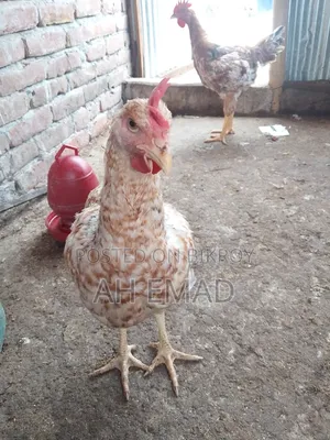 Tiger chicken will be sold by the kilogram